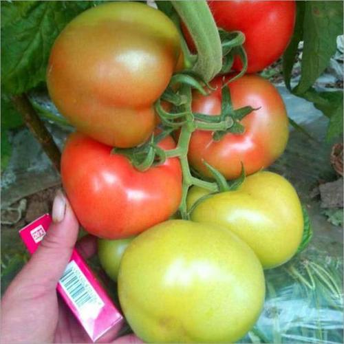 供应t20番茄种子大果大红高产硬果耐热耐寒西红柿农作物种.
