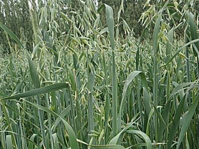 甘肃恒有农业科技发展主要产品有黑色燕麦种子供应商,进口