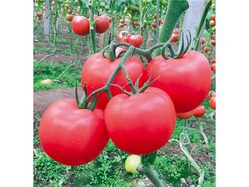 大红西红柿种子 [布鲁斯农业科技]大红西红柿种子品质好_产品库